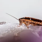 【2026年実体験版】フィリピンのゴキブリ対策完全ガイド｜野外・コンドミニアム・アパート別に徹底解説＋おすすめ殺虫剤まとめ