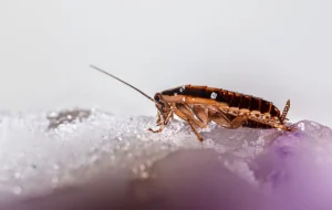 【2026年実体験版】フィリピンのゴキブリ対策完全ガイド｜野外・コンドミニアム・アパート別に徹底解説＋おすすめ殺虫剤まとめ